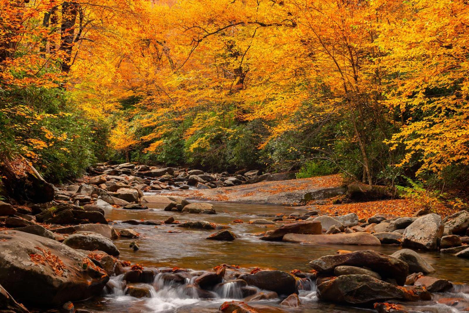 Romantic, Honeymoon Cabin In The Smokies! Gatlinburg Exteriér fotografie